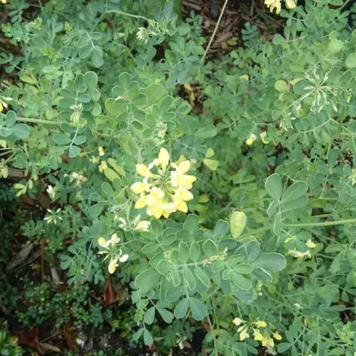 Coronilla Valentina Subsp. Glauca Citrina 3 Coronilla Valentina Subsp. Glauca Citrina - Image 3