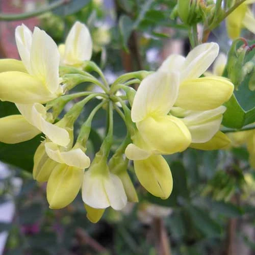 Coronilla Valentina Subsp. Glauca Citrina 2 Coronilla Valentina Subsp. Glauca Citrina - Image 2