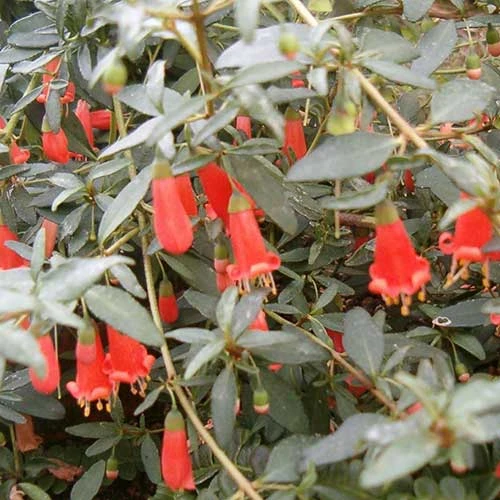 Correa Pulchella 1 Correa Pulchella