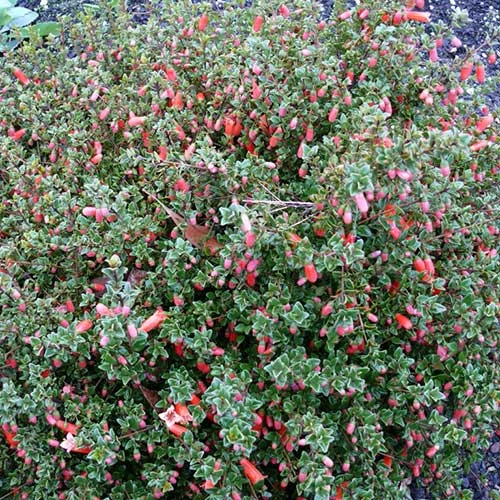 Correa Pulchella 2 Correa Pulchella - Image 2