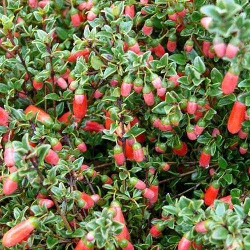 Correa Pulchella 4 Correa Pulchella - Image 4