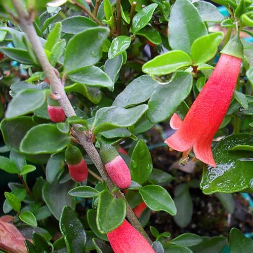 Correa Pulchella 3 Correa Pulchella - Image 3