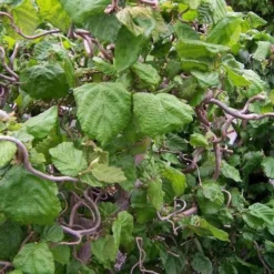 Corylus Avellana Contorta -Future Forests Corylus avellana Contorta 09