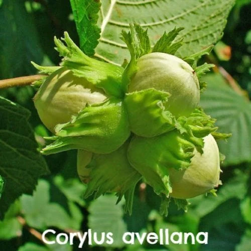 Native Wildlife Fruiting Hedge Mix 2 Native Wildlife Fruiting Hedge Mix - Image 2