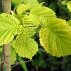 Corylus Avellana Aurea -Future Forests Corylus avellana Aurea 04x