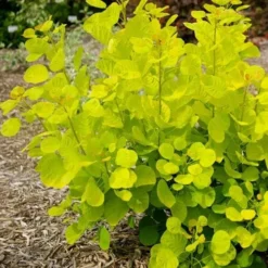 Cotinus Coggygria Golden Spirit 8 Cotinus Coggygria Golden Spirit -Future Forests Cotinus coggygria Golden Spirit 02