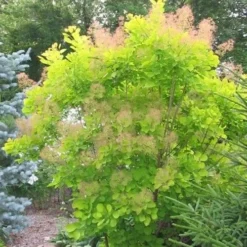 Cotinus Coggygria Golden Spirit 9 Cotinus Coggygria Golden Spirit -Future Forests Cotinus coggygria Golden Spirit 03