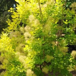 Cotinus Coggygria Golden Spirit 10 Cotinus Coggygria Golden Spirit -Future Forests Cotinus coggygria Golden Spirit 04