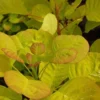 Cotinus Coggygria Golden Spirit