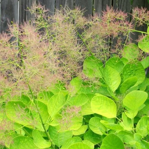 Cotinus Coggygria Golden Spirit 6 Cotinus Coggygria Golden Spirit - Image 6