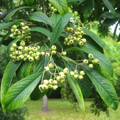 Cotoneaster Rothschildianus 2 Cotoneaster Rothschildianus - Image 2