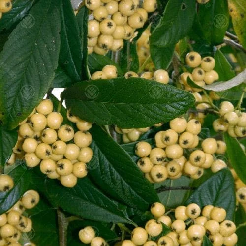 Cotoneaster Rothschildianus 1 Cotoneaster Rothschildianus