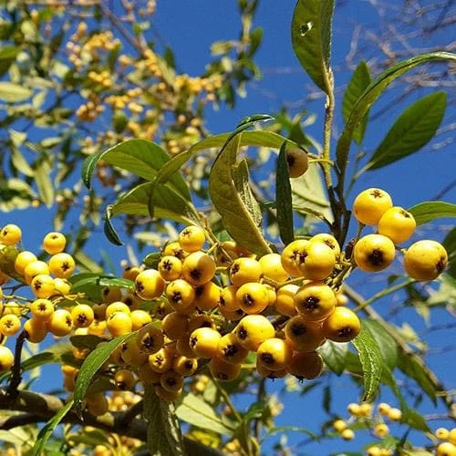 Cotoneaster Rothschildianus 3 Cotoneaster Rothschildianus - Image 3