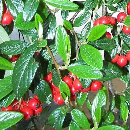 Seaside Hedge Mix 2 Seaside Hedge Mix - Image 2