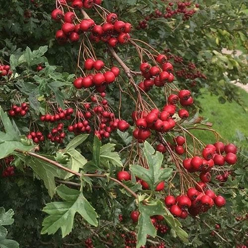 Crataegus Azarolus Geraki 2 Crataegus Azarolus Geraki - Image 2