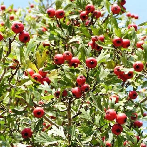 Crataegus Azarolus Geraki 4 Crataegus Azarolus Geraki - Image 4