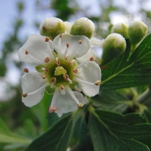 Crataegus Azarolus Geraki 3 Crataegus Azarolus Geraki - Image 3