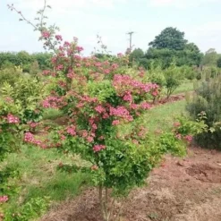 Crataegus Crimson Cloud 8 Crataegus Crimson Cloud -Future Forests Crataegus Crimson Cloud 01x