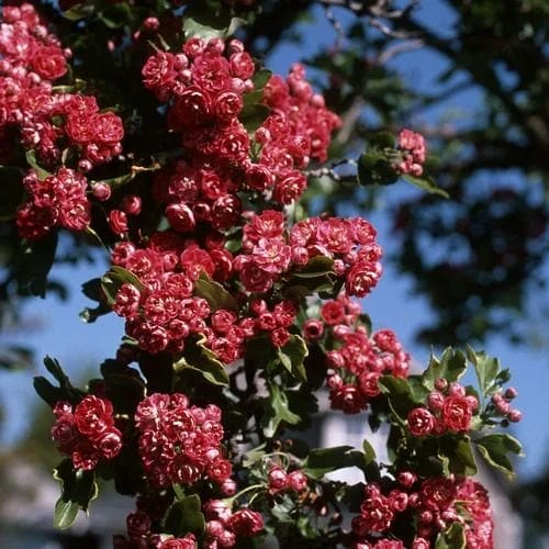 Crataegus Crimson Cloud 1 Crataegus Crimson Cloud