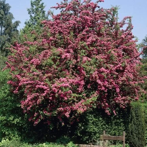 Crataegus Crimson Cloud 2 Crataegus Crimson Cloud - Image 2