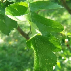 Crataegus Chinensis Syn. Pinnatifida -Future Forests Crataegus chinensis pinnatifida 05