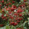 Crataegus Succulenta Jubilee