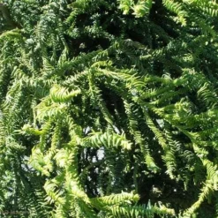 Cryptomeria Japonica Rasen -Future Forests Cryptomeria japonica Rasen 04
