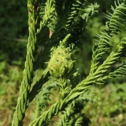 Cryptomeria Japonica Rasen -Future Forests Cryptomeria japonica Rasen 05