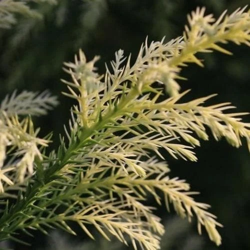 Cryptomeria Japonica Sekkan 2 Cryptomeria Japonica Sekkan - Image 2