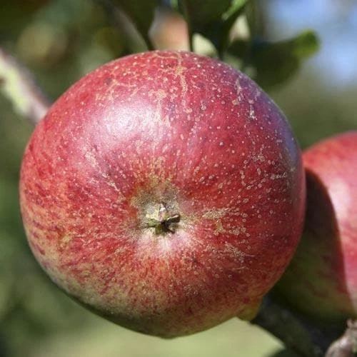 Apple Dabinett 1 Apple Dabinett