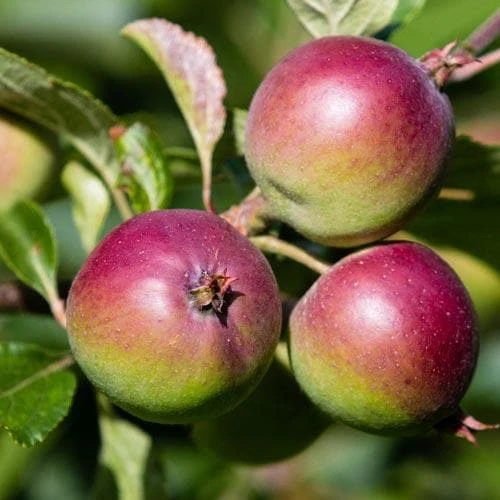 Apple Dabinett 2 Apple Dabinett - Image 2