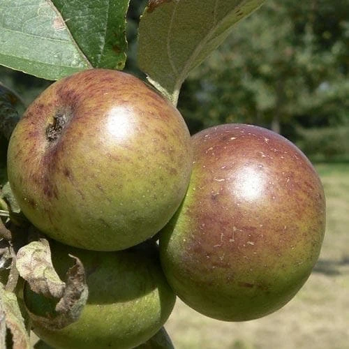 Apple Dabinett 3 Apple Dabinett - Image 3