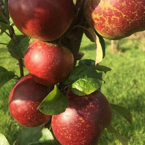 Apple Dabinett 4 Apple Dabinett - Image 4