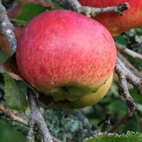 Apple Dabinett 5 Apple Dabinett - Image 5