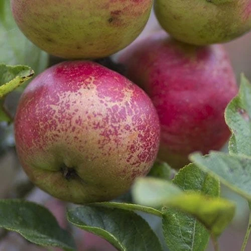 Apple Dabinett 6 Apple Dabinett - Image 6