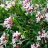 Daphne X Transatlantica Eternal Fragrance