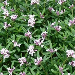 Daphne X Transatlantica Eternal Fragrance 5 Daphne X Transatlantica Eternal Fragrance -Future Forests Daphne Eternal Fragrance 02