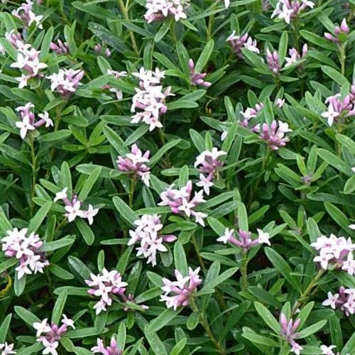 Daphne X Transatlantica Eternal Fragrance 2 Daphne X Transatlantica Eternal Fragrance - Image 2