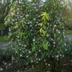 Daphne Bholua Jacqueline Postill -Future Forests Daphne bholua Jacqueline Postill 01