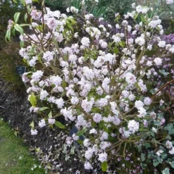 Daphne Bholua Jacqueline Postill -Future Forests Daphne bholua Jacqueline Postill 02