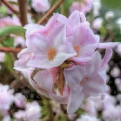 Daphne Bholua Jacqueline Postill -Future Forests Daphne bholua Jacqueline Postill 04