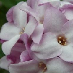 Daphne Bholua Jacqueline Postill -Future Forests Daphne bholua Jacqueline Postill 05