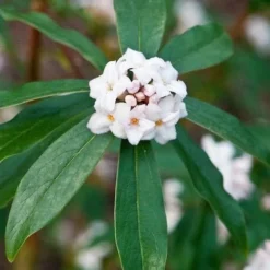 Daphne X Spring Herald