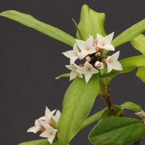 Daphne X Spring Herald 3 Daphne X Spring Herald - Image 3