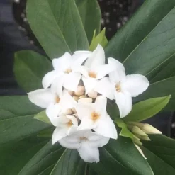 Daphne X Spring Herald 7 Daphne X Spring Herald -Future Forests Daphne bholua Spring Herald 04