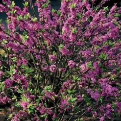 Daphne Mezereum Rubra -Future Forests Daphne mezereum Rubra 02x