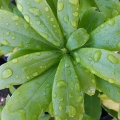 Daphne Odora Aureomarginata -Future Forests Daphne odora Auremarginata 2