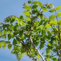 Decaisnea Fargesii -Future Forests Decaisnea fargesii 3 1