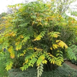 Decaisnea Fargesii -Future Forests Decaisnea fargesii 5 1