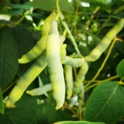 Decaisnea Fargesii -Future Forests Decaisneafargesii